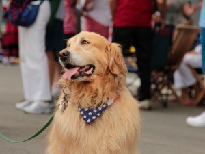 Puppyproud        