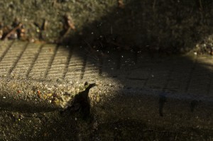 Drop     